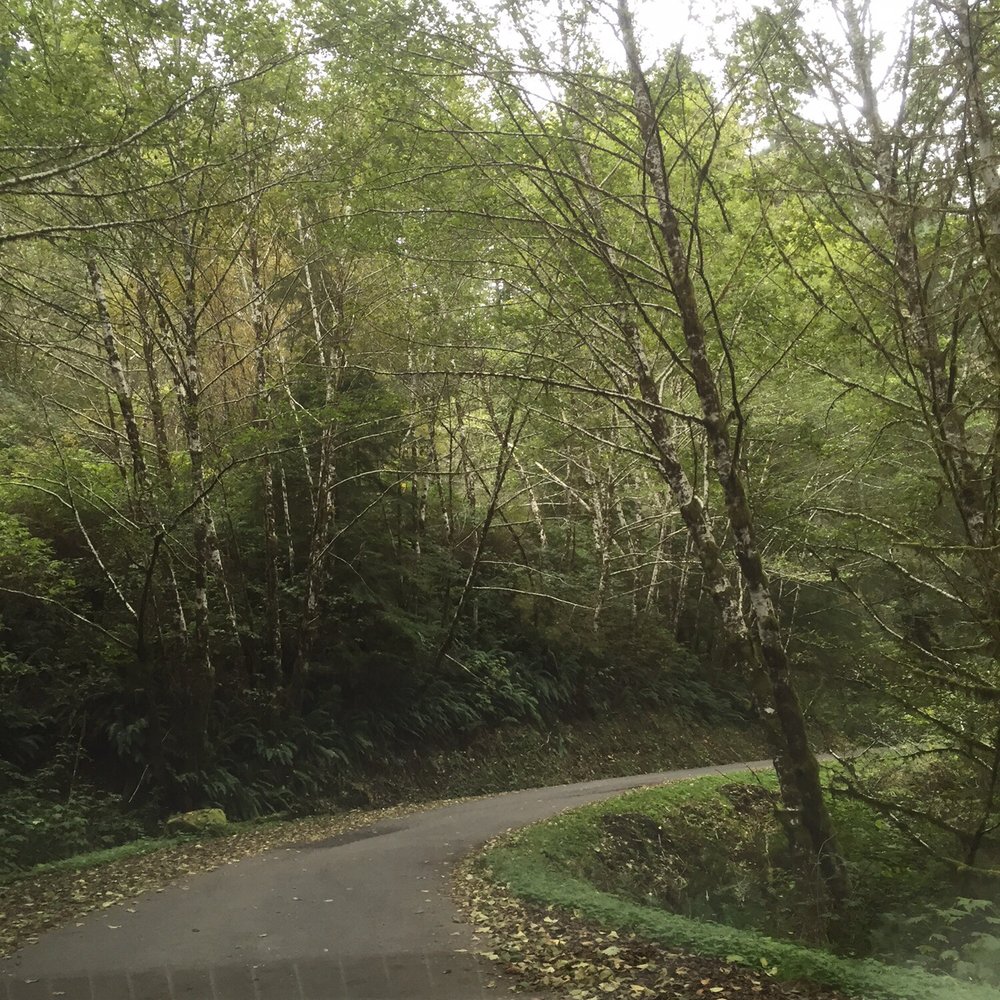 Drift Creek Fall And Bridge - FS road to the parking area. - Hiking Near Me - Otis, Oregon Drift Creek Fall And Bridge - FS road to the parking area. - Hiking Near Me - Otis, Oregon