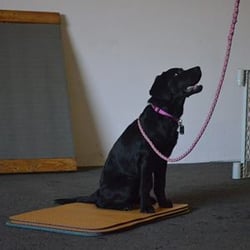 Adventure Unleashed - Practicing matwork at Puppy Day School.