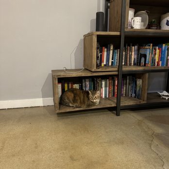 Whiskers Cat Cafe - Bookcase perch - Themed Cafes Near Me - Kansas City, Missouri Whiskers Cat Cafe - Bookcase perch - Themed Cafes Near Me - Kansas City, Missouri