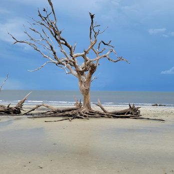 Driftwood Beach - Beaches Near Me - Jekyll Island, Georgia Driftwood Beach - Beaches Near Me - Jekyll Island, Georgia