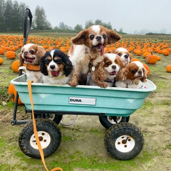 Paddywack - Pet Stores Near Me - Mill Creek, Washington