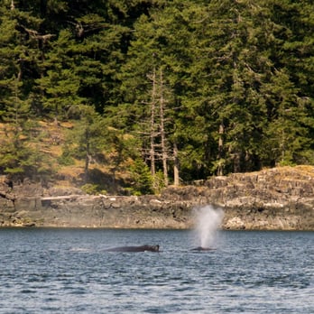 Dockside Fish & Chips - a whale spouting water - Seafood Near Me - Campbell River, British Columbia Dockside Fish & Chips - a whale spouting water - Seafood Near Me - Campbell River, British Columbia