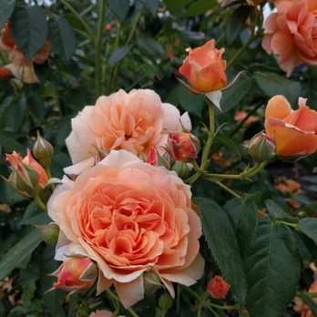 Magnuson Community Garden - Peach roses - Community Gardens Near Me - Seattle, Washington Magnuson Community Garden - Peach roses - Community Gardens Near Me - Seattle, Washington