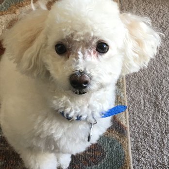 PetSmart - This is how he looks - Pet Stores Near Me - Las Vegas, Nevada PetSmart - This is how he looks - Pet Stores Near Me - Las Vegas, Nevada
