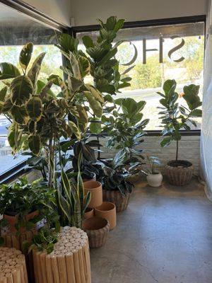 Flourish Plant Shop & Wine Bar by null