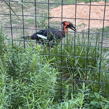 Houston Zoo - Zoos Near Me - Houston, Texas Houston Zoo - Zoos Near Me - Houston, Texas