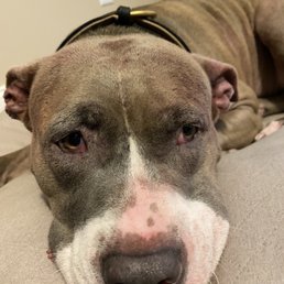 My dog was extremely sad when we picked her up from this vet. Her face also has scratches My dog was extremely sad when we picked her up from this vet. Her face also has scratches