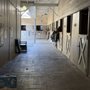 Metta Horse Training
