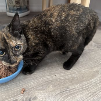 Fluffy Butt Petcare & Boarding - Pet Sitting Near Me Fluffy Butt Petcare & Boarding - Pet Sitting Near Me