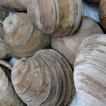 Masters Seafood - Little Neck Clams - Seafood Near Me - Rochester, New York Masters Seafood - Little Neck Clams - Seafood Near Me - Rochester, New York