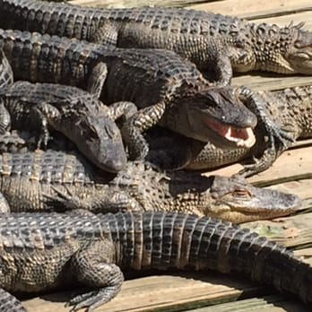 Gatorland - Gators piled everywhere like suit cases. - Zoos Near Me - Orlando, Florida Gatorland - Gators piled everywhere like suit cases. - Zoos Near Me - Orlando, Florida