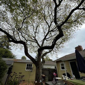 Arborist Now - Our box elder maple, after pruning. - Tree Services Near Me - San Francisco, California Arborist Now - Our box elder maple, after pruning. - Tree Services Near Me - San Francisco, California
