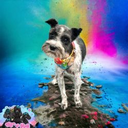 Love it Ruff - TJ, my Toy Miniature Schnauzer