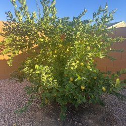 Moon Valley Nurseries - Costco Meyer Lemon Tree planted Feb 2019