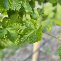 San Martino Winery