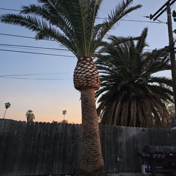 Alejandro's Tree Service - Tree Services Near Me Alejandro's Tree Service - Tree Services Near Me
