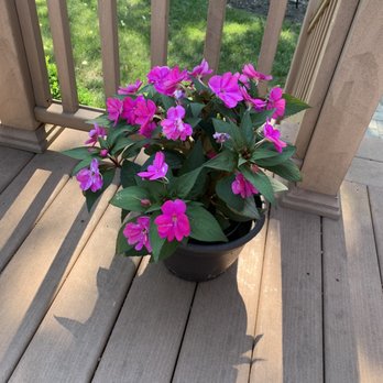 The Bloomin Haus - Nurseries & Gardening Near Me - Holtsville, New York
