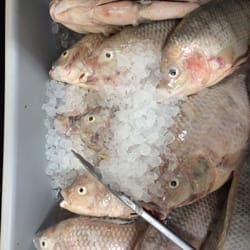 Fresh Tilipia.