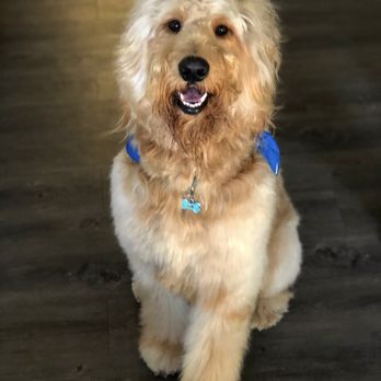 Perk-N-Pooch - Loving my new look by Shaye - Pet Groomers Near Me - Sandy Springs, Georgia Perk-N-Pooch - Loving my new look by Shaye - Pet Groomers Near Me - Sandy Springs, Georgia