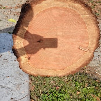 canas tree service - 50 rings - Tree Services Near Me - Sacramento, California canas tree service - 50 rings - Tree Services Near Me - Sacramento, California
