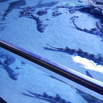 Austin Aquarium - Aquariums Near Me - Austin, Texas Austin Aquarium - Aquariums Near Me - Austin, Texas