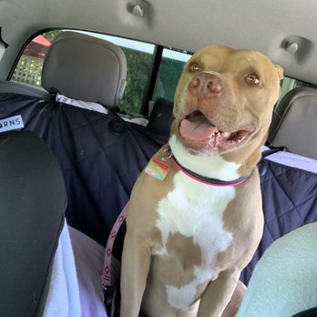 Kai Animal Institute - Excited to be going to see Dr G & Aunty Julie. - Holistic Animal Care Near Me Kai Animal Institute - Excited to be going to see Dr G & Aunty Julie. - Holistic Animal Care Near Me