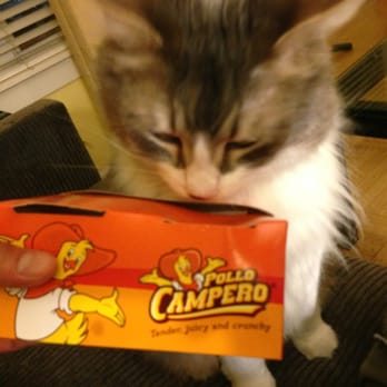 Pollo Campero - Cats can't resist Pollo Campero! - Latin American Near Me - San Francisco, California Pollo Campero - Cats can't resist Pollo Campero! - Latin American Near Me - San Francisco, California