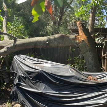 El Cheapo Tree Service - The split tree. With my wood pile in front of it, that limited access. - Tree Services Near Me - Saint Petersburg, Florida