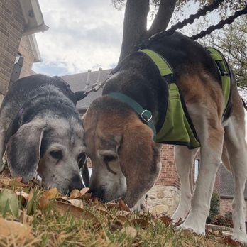 The Pet Squad - 2 of my spoiled dogs out for a walk with their Pet Squad walker. - Pet Sitting Near Me The Pet Squad - 2 of my spoiled dogs out for a walk with their Pet Squad walker. - Pet Sitting Near Me