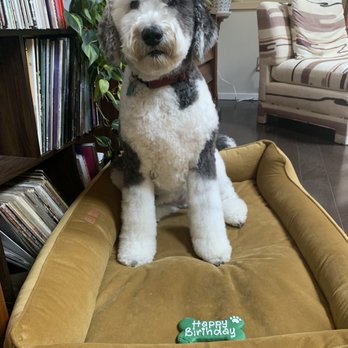 Healthy Spot - Rockridge - Pet Groomers Near Me - Berkeley, California