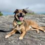 Photo of Black Balsam Knob
