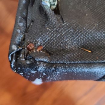 In & Out Services - Bed bug liquid and heat treatments available!!! - Pest Control Near Me In & Out Services - Bed bug liquid and heat treatments available!!! - Pest Control Near Me