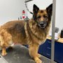 Photo of Scenthound - Spanish Fork