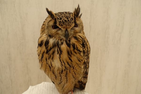 Owl Cafe Tokyo by null