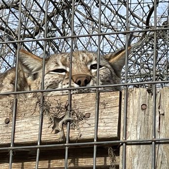 EXOTIC FELINE RESCUE CENTER - Updated February 2026 - 248 Photos & 69