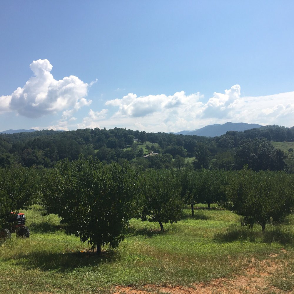 Mitchell Jw Farms - Smokey mountain scenery while picking peaches and much more - Farms Near Me - Franklin, North Carolina Mitchell Jw Farms - Smokey mountain scenery while picking peaches and much more - Farms Near Me - Franklin, North Carolina