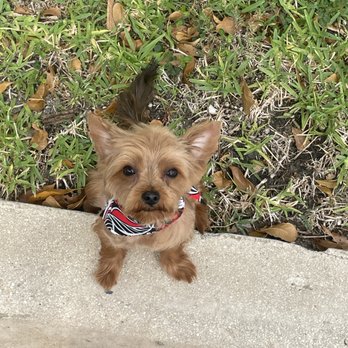 Dee Da Goat - Pet Training Near Me