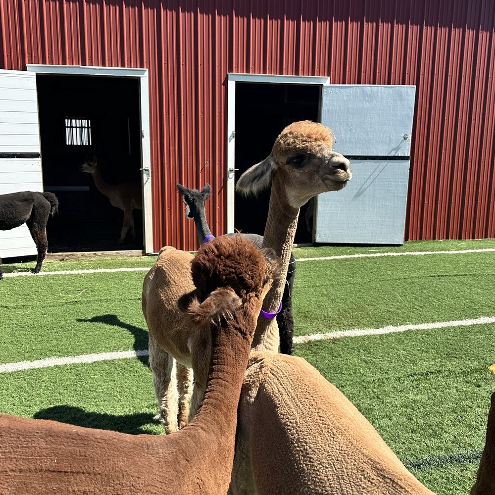 Hidden Spring Lavender & Alpacas - Gift Shops Near Me - Skillman, New Jersey