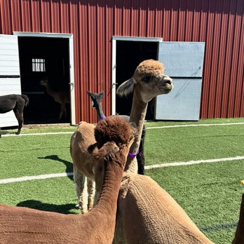Hidden Spring Lavender & Alpacas - Gift Shops Near Me - Skillman, New Jersey Hidden Spring Lavender & Alpacas - Gift Shops Near Me - Skillman, New Jersey