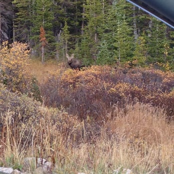 Rollins Pass Rd - Moose on the loose - Hiking Near Me