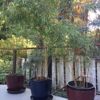 Bamboo Collective - Nurseries & Gardening Near Me - Seattle, Washington