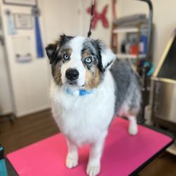 Elevated Dog Grooming
