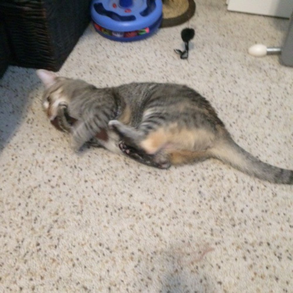 My cat enjoying her catnip cigar toy bought from Maddie Mae's! She loves it! My cat enjoying her catnip cigar toy bought from Maddie Mae's! She loves it!