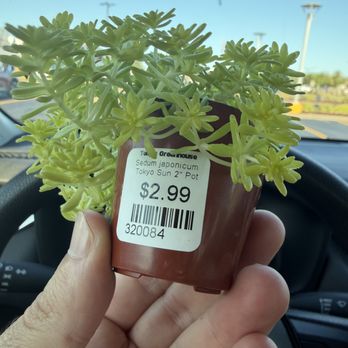 Telly's Greenhouse - Sedum Japonicum Tokyo - Nurseries & Gardening Near Me - Troy, Michigan Telly's Greenhouse - Sedum Japonicum Tokyo - Nurseries & Gardening Near Me - Troy, Michigan