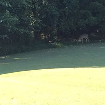 Shelby Golf Course - Deer in the park - Golf Near Me - Nashville, Tennessee