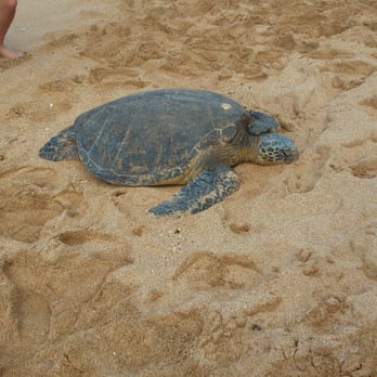 Hawaii Turtle Tours - Tours Near Me - Honolulu, Hawaii Hawaii Turtle Tours - Tours Near Me - Honolulu, Hawaii