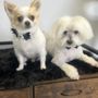 Photo of Pleasant Paws Day Spa