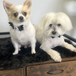 Pleasant Paws Day Spa - Tucker and Bailey