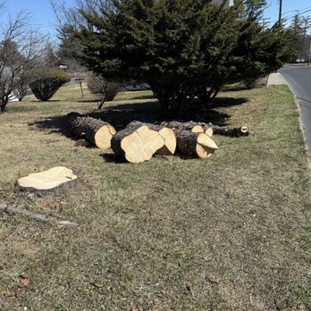 Big Mike's Tree Service - Piles of wood getting cleaned up nicely - Tree Services Near Me