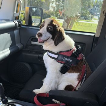As The Tail Wags - Callie's last car ride to As The Tail Wags - Pet Groomers Near Me - Oviedo, Florida As The Tail Wags - Callie's last car ride to As The Tail Wags - Pet Groomers Near Me - Oviedo, Florida